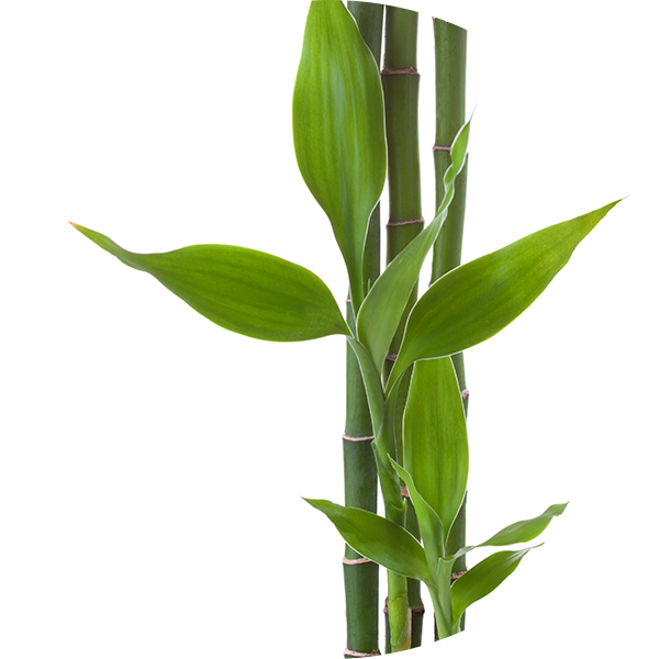 Bamboo