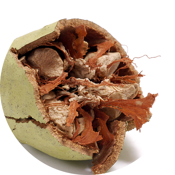 Baobab