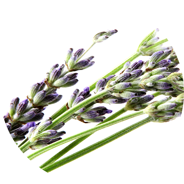 Bulgarian Lavender