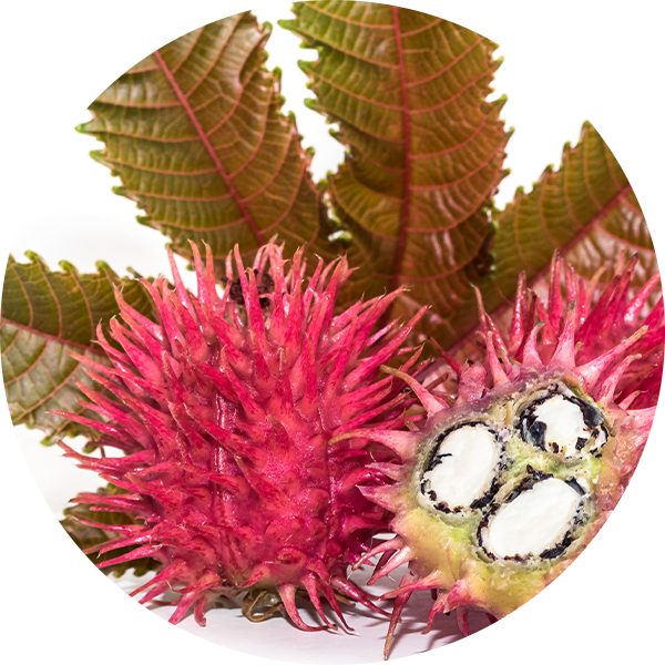 Castor Oil