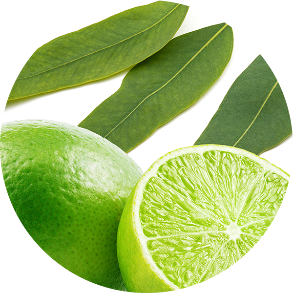 Eucalyptus & Lime Fruit
