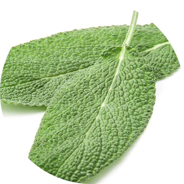 Sage