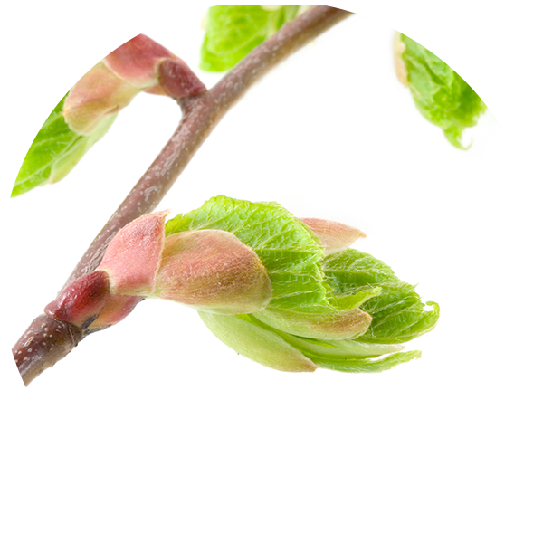 Tilia Bud