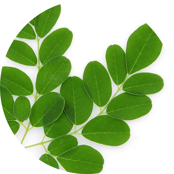 Ingredient Moringa