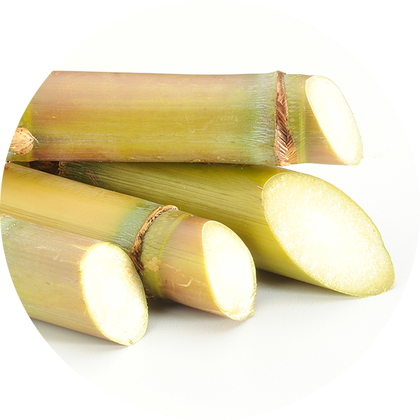 Ingredient Sugar Cane