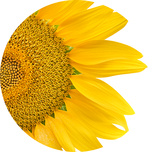 Ingredient Sunflower