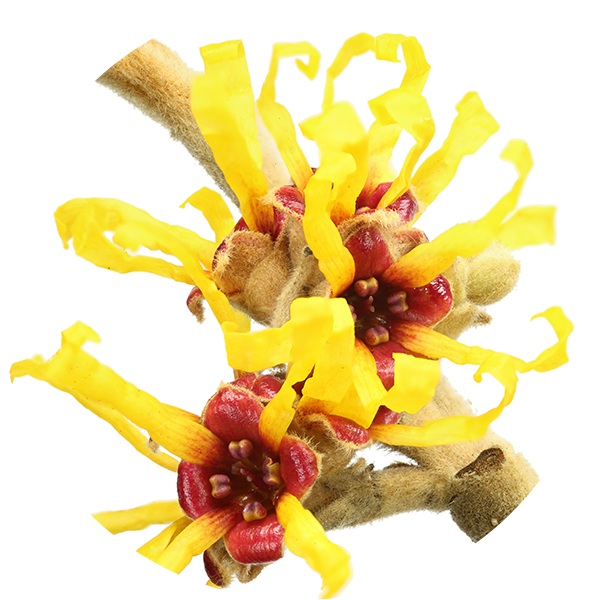 Ingredient Witch Hazel